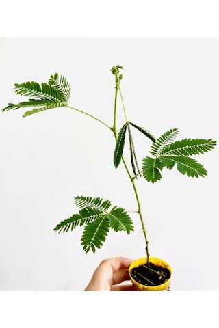 Mimosa Pudica Küstüm Çiçeği Canlı Bitki 10-20 Cm