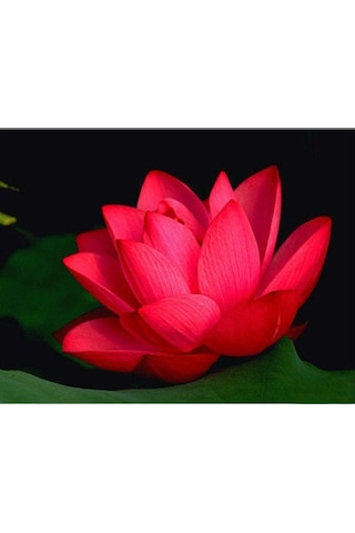 4 Adet Karışık Renklerde Lotus Nilüfer Çiçeği Tohumu Çiçek