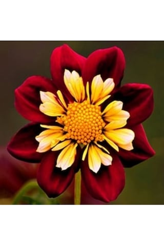 10 Adet Yıldız Dahlia Çicek Tohumu + 10 Adet Hediye Karışık Renk Gül Tohumu