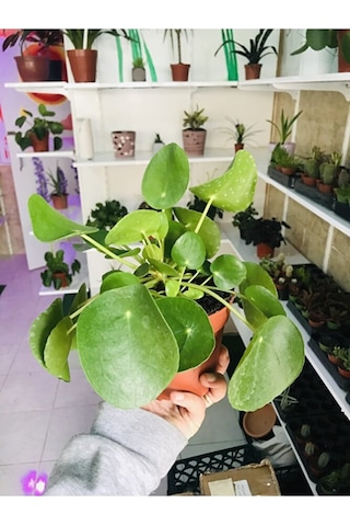 Pilea Salon Bitkisi