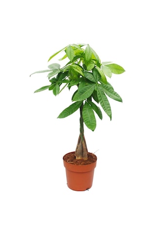 Pachira & Pilea & Paşa Kılıcı