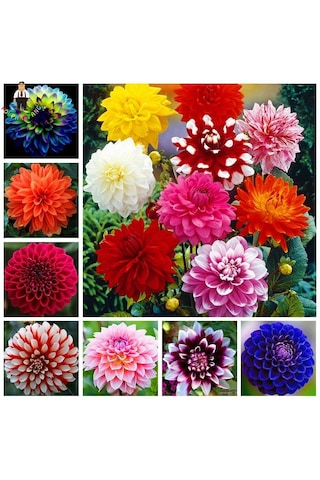 104 Adet Bodur Yıldız Dahlia Çiçeği Yumrusu Karışık 15 Renk .yumru Boyu 9 Cm . Yeni Mahsul.çiçekli Boyu 45 Cm.