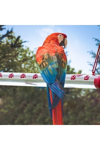 Pazly Delik Askılı Sinek Kuşu Besleyici - Kırmızı Şeffaf Tüp Pencere Bahçe Dolap Çubuk Braketleri