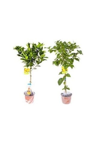2 Yaş Aşılı 7 Veren Yediveren Mayer Limon Fidanı Saksılı