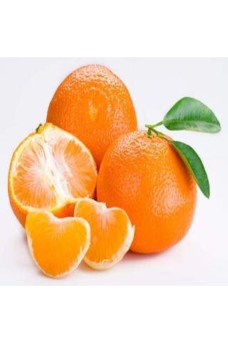 Tüplü Aşılı Dayanıklı Fremont Mandalina Fidanı