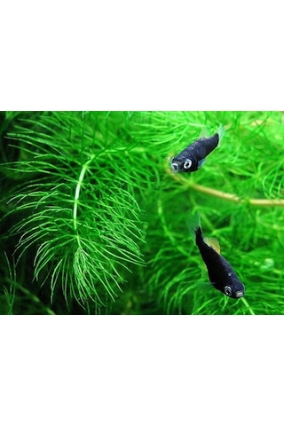 Tilki Kuyruğu Yavru Saklanmasına Uygun Alvaryum Bitkisi 1 Bağ