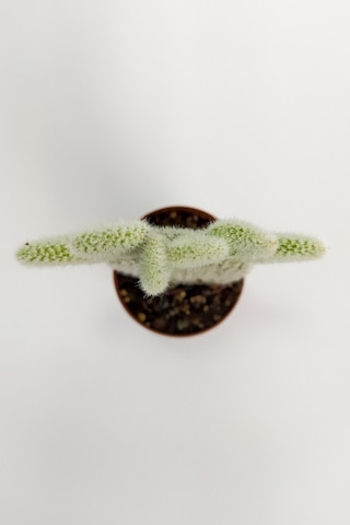 Opuntia Microdasys Albata Tavşan Kulağı Kaktüs Tekli Kaktüs 5.5cm