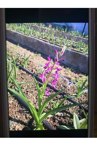 Dogal Salep Fidanı 3 Kg