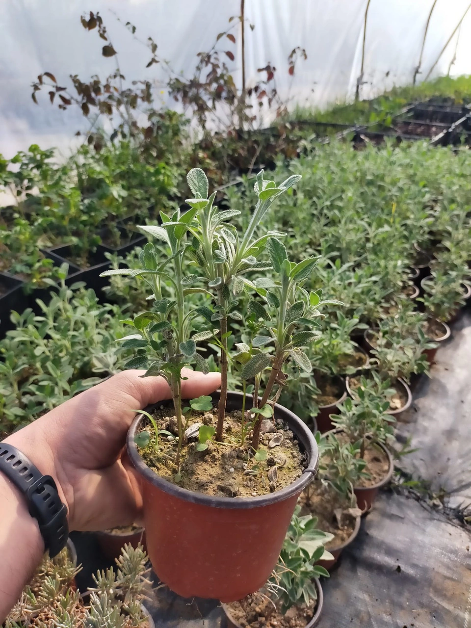 10 'lu Adaçayı Paketi