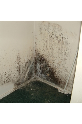 Miss Flora Nem Alıcı Yedek 450 G 6 Adet