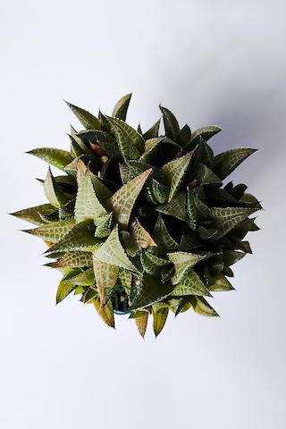 Haworthia Venosa Koleksiyonluk Sukulent Ev Ve Ofis Bitkisi 1 Adet