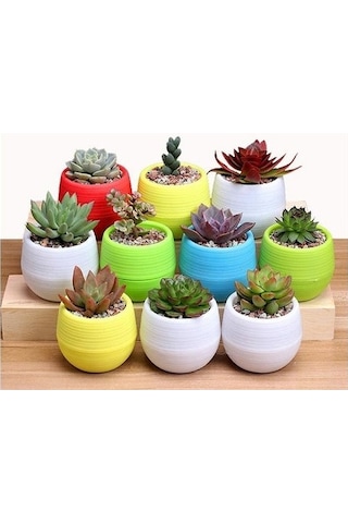 Serada Decor Plant Kaktüs Ve Sukulent Saksısı 0,13l - 6'lı Set
