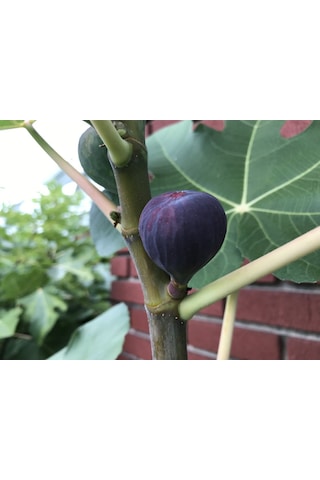 Dürdane ( Bursa Siyahı) İncir Fidanı Tüplü 3 Adet