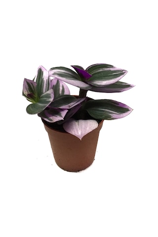Tradescantia 'Nanouk' (Telgraf Çiçeği) Ø5,5 CM Y0-10 CM