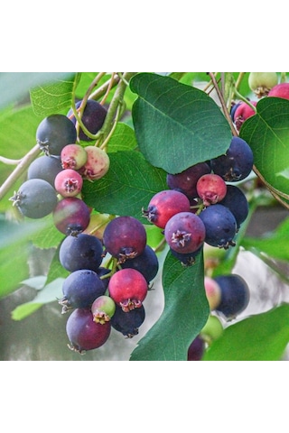 Saskatoonberry Meyve Fidanı 1-2 Yaş Arası Saksılı 30-60 Cm Boy