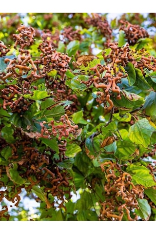 Japon Kuru Üzüm Şeker Ağacı Hovenia Dulcis Fidanı 2-3 Yaş Arası