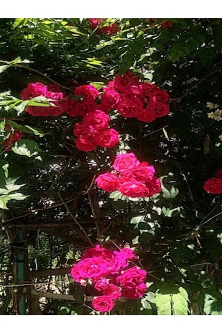 Videolu Pembe Sarmaşik Çardak Gülü 70 120 Cm 1 Adet Saksılı Dış Mekan Sarmaşık Wisteria