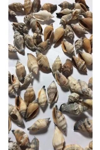 %100 NATUREL DOĞAL GERÇEK DENİZ KABUĞU 500 Gram -MMM4761