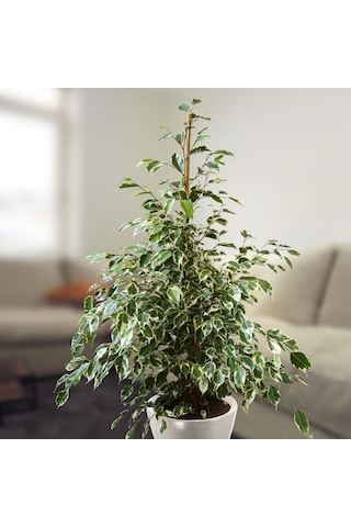 Alacalı Benjamin - Ficus Benjamina Starlight 60-80 cm
