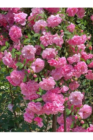 Videolu Sarmaşık Gül Pembe Renkli Kokulu 60 80 Cm 3 Adet Aşılı Gül Pink Rose