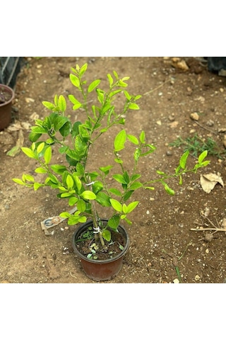 İç Mekana Uygun Tam Bodur Lime Limon Fidanı