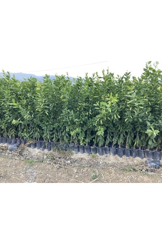 Bodur Aşılı Yediveren Limon-Portakal-Kamkat-Mandalina Fidanı