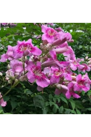 Pembe Acem Borusu Sarmaşığı Tohumu 5 Tohum