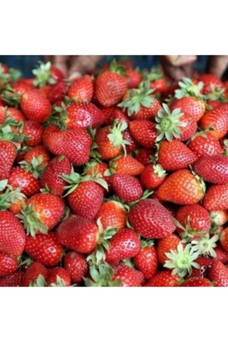 Çilek Tohumu Tadı Lezzetli Doğal 100 Adet Tohum Ev Bahçe Ve Saksı Ekimleri Için Çilek Tohumu