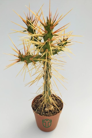 Euro Flora Cylindropuntia Whipplei Kaktüs 5.5 Cm Saksıda Sku: Smgstk13fa121be6