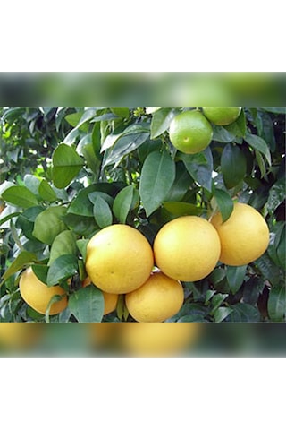 Greyfurt Fidanı Beyaz Marsh Yaş 3 Boy 70-110 Cm Soğuklara Dayan