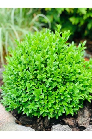 Videolu Çalı Şimşir Peyzaj Bitkisi 30 40cm 1 Adet Saksılı Dış Mekan Buxus Sempervirens