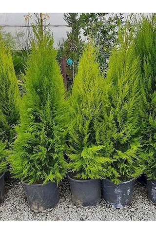 Thebestonline Limon Kokulu Limoni Servi Fidanı Saksılı\tüplü 35-65cm Limoni Servi Çam Ağacı