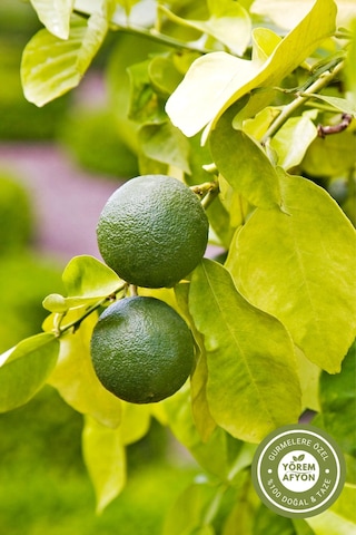 Yörem Afyon Orta Doğu Nun Yüzyıllık Tariflerinin Saklı Aroması Kurutulmuş Siyah Basra Limonu Misket Limon 80gr