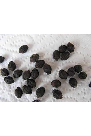 Sarı Akşam Sefası Tohumu