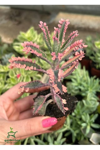 Pembe Aşkın Gözyaşı Çıcegi 5.5 Cm Saksıda 5-15cm Degişen Boyutta
