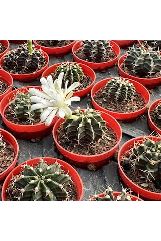5.5 Luk Saksıda Gymnocalycium Mihanovichii Çene Kaktüsü 1 Adet