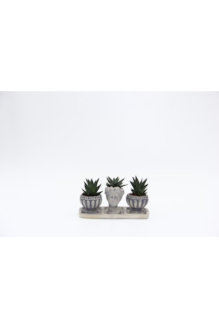 Trio Helen Gri Sukulent Seti - Haworthia Limifolia. Pumila