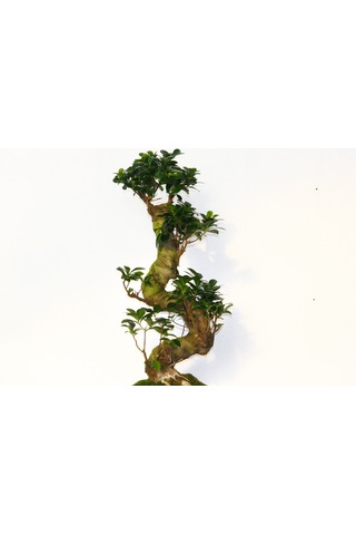 BONSAİ FİCUS GİNSENG 60 CM - S FORM 10 YAŞINDA