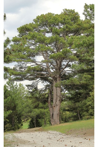 Tüplü Fıstık Çamı Fidanı Pinus Pinea - Bahçe Ve Peyzaj İçin 4 Mevsim Dikilebilir Canlı Çam Ağacı Fidanı