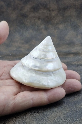 Spiral Silver Shell Deniz Kabuğu 33-ss