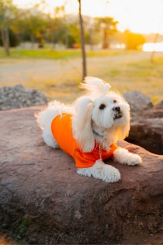 Kedi & Köpek Kıyafeti Elbiseleri Kıyafetleri Sweatshirt - Garfield Surat Baskılı Turuncu Sweatshirt