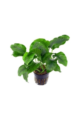 Anubias Barteri V. 5-6 Yapraklı Kök Canlı Bitki