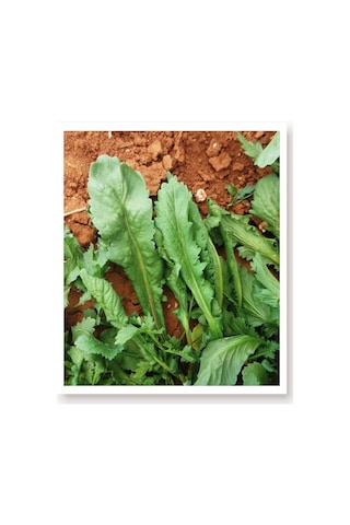 AGRodal Tarım Karışık Yeşillik Sebze Seti Tohumları 6 Çeşit Sebze Biner Adet