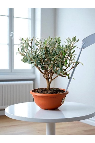 Bitkitürk-zeytin Veren Bonsai İthal 9 Yaşında