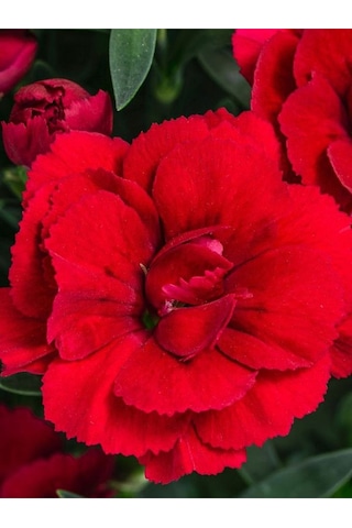 Kokulu Bodur Cins Kırmızı Renk Karanfil Çiçeği 1 Adet Saksılı 15-25cm Red Dianthus