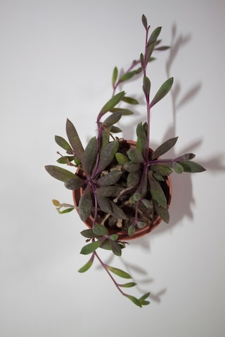 Yakut Kolyesi Çiçeği Othonna Capensis Sukulent Tekli 5,5 Cm Saksıda