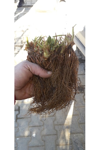 10 ADET RUBNUGEN ÇİLEK FİDANI AÇIK KÖK