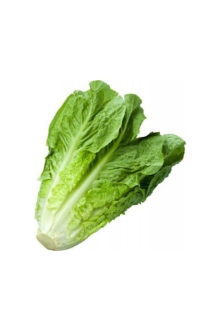 Göbekli Yedikule Marul Tohumu 100 Adet Tohum