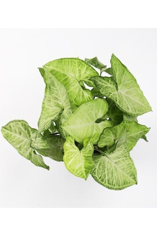 Melek Kanadı Çiçeği 20-30 Cm Saksılı Iç Mekan Bitkileri Syngonium Podophyllum