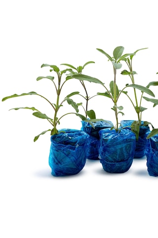 Anadolu Adaçayı Salvia Fruticosa 9'lu